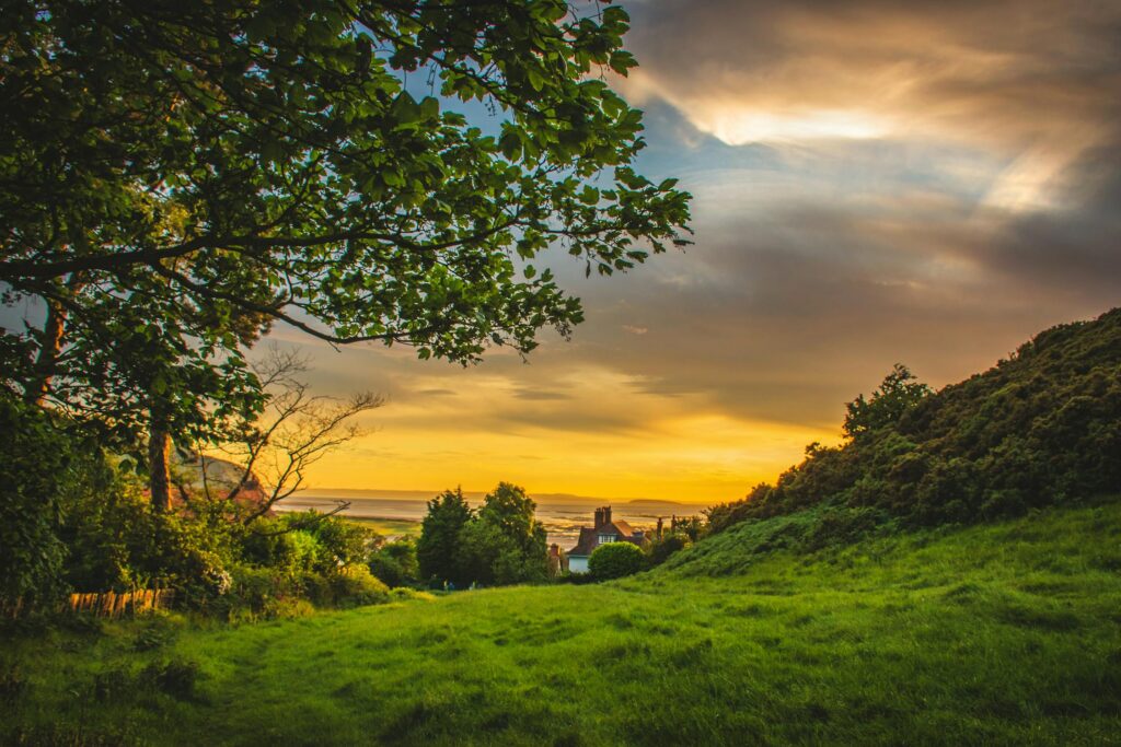 Green Trees Under Blue and Orange Sky