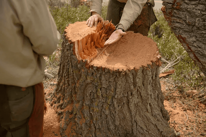 Man touching a tree stump