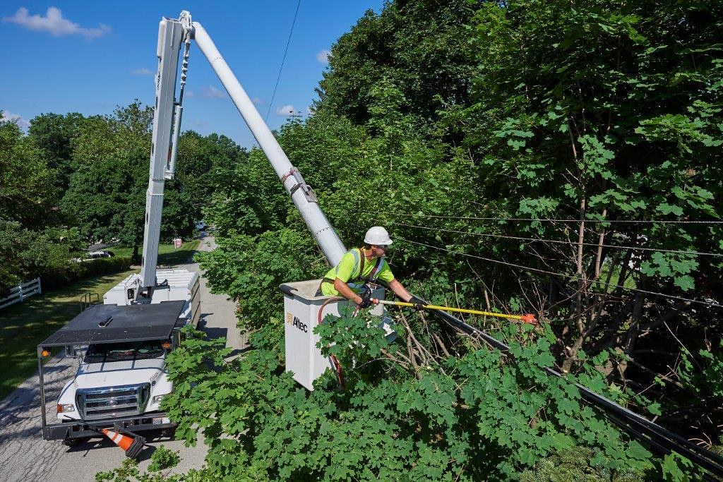 man trimming trees