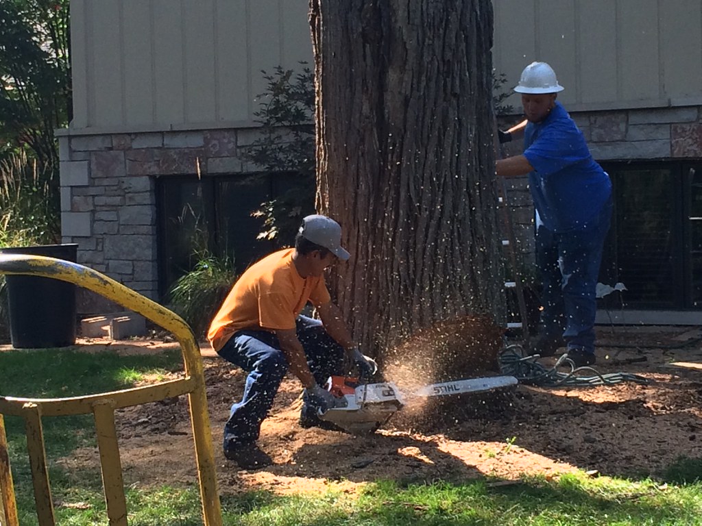 men removing a tree using chainsaw