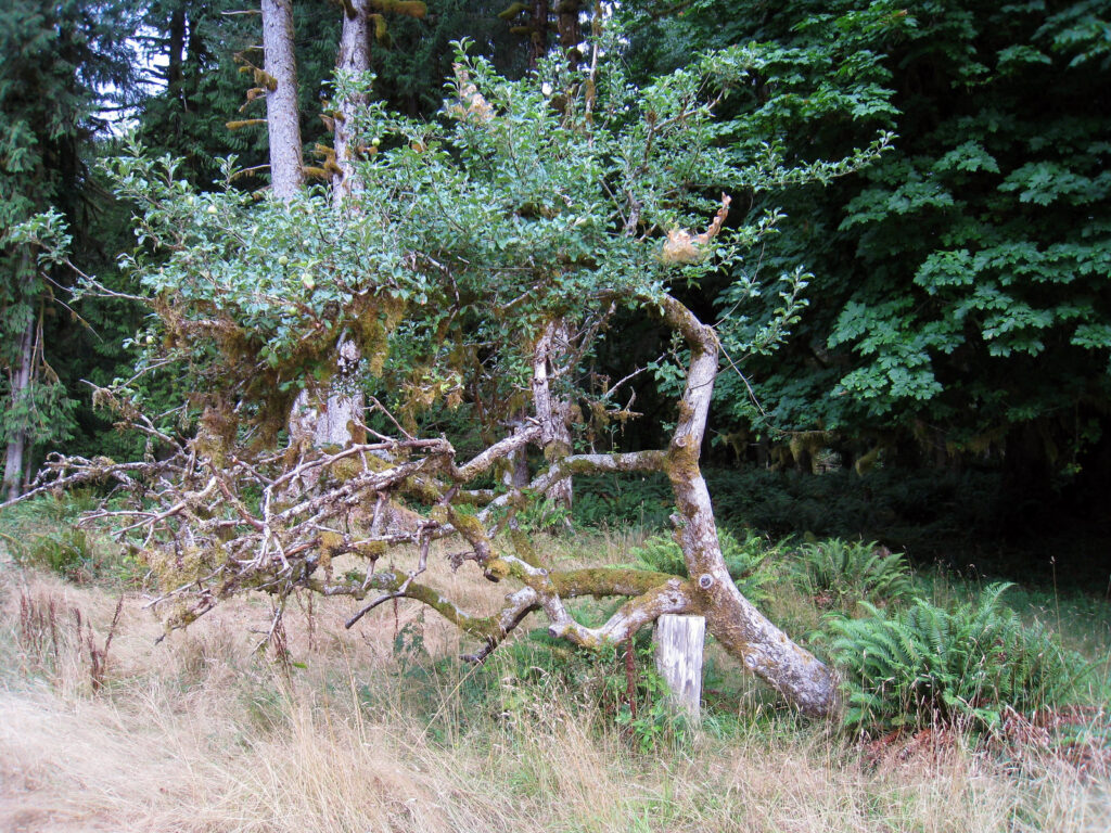 tree bracing