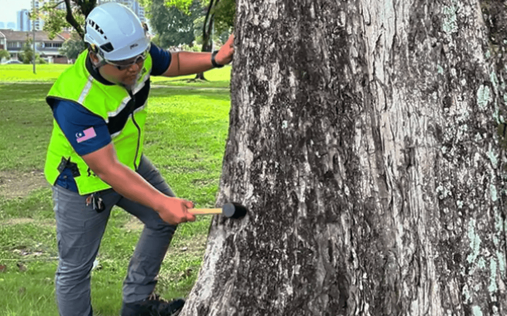 tree risk assessment