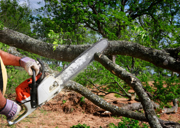 Professional arborist is cutting trees using an electrical chainsaw